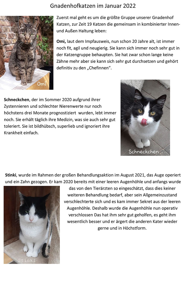 Gnadenhof Katzen 1